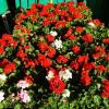 Geraniums