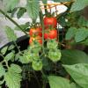 Tomato Plants