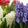 Hyacinths