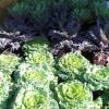 Red/Green cabbage and kale plants