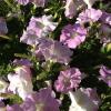 Wave Petunias