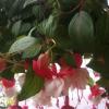 Fusia Hanging Basket