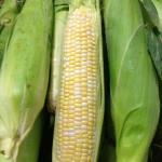 PA Corn