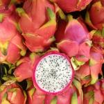 Dragon Fruit